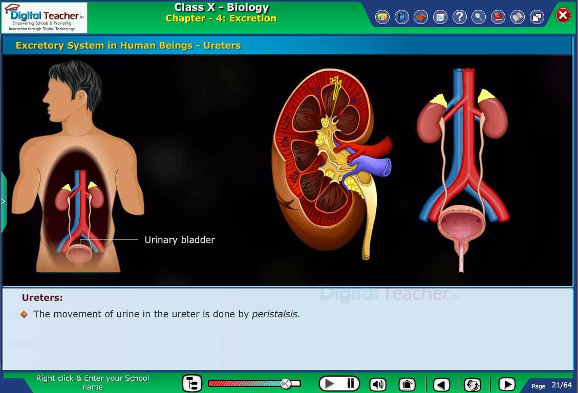 Ureters: The movement od urine in the ureter is done by peristalsis